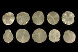 Lot: Pyrite Suns From Illinois - Pieces #92539-1